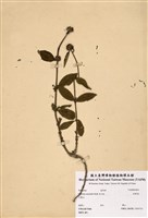 藏品(狗骨消)的圖片